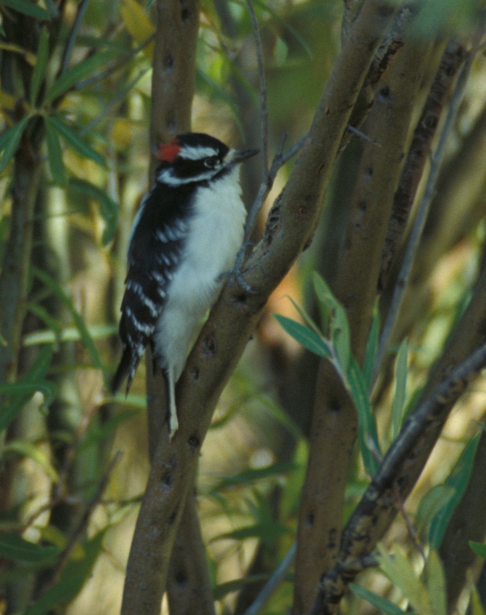 Downy Woodpecker (Rocky Mts.) - ML204049831