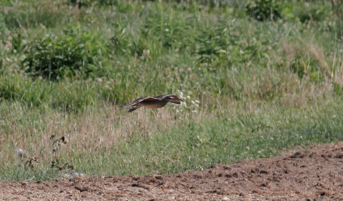 Whimbrel (Hudsonian) - Jay McGowan