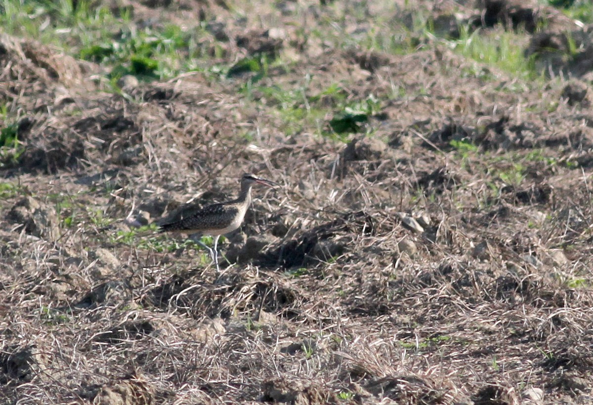 Whimbrel (Hudsonian) - Jay McGowan