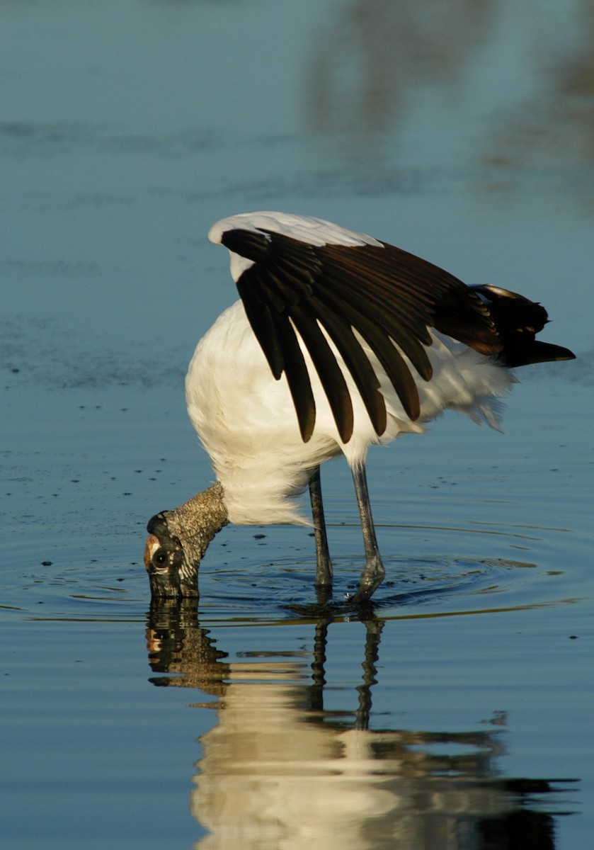 Wood Stork - marvin hyett