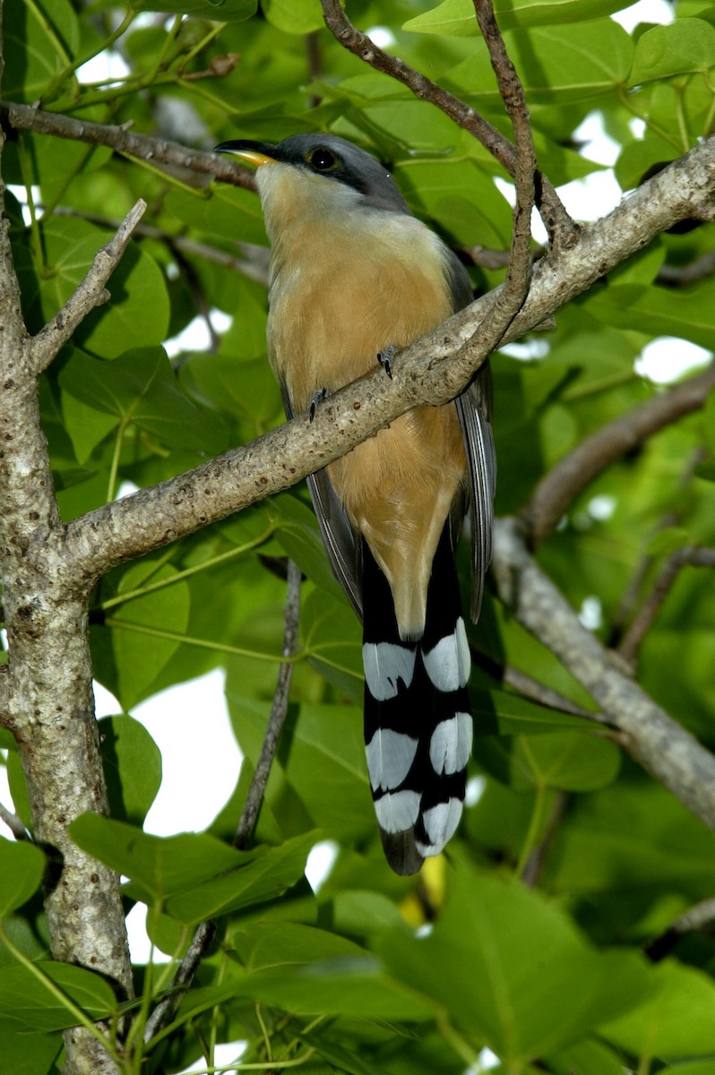 Mangrove Cuckoo - ML204051581