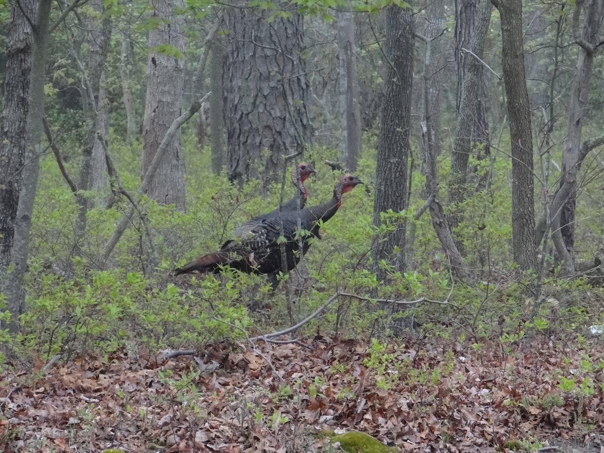 Wild Turkey - ML204051801