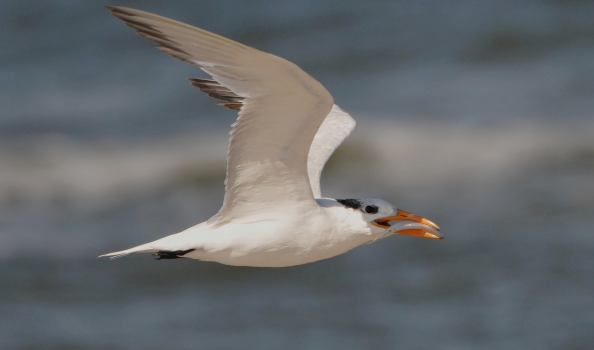 Royal Tern - marvin hyett