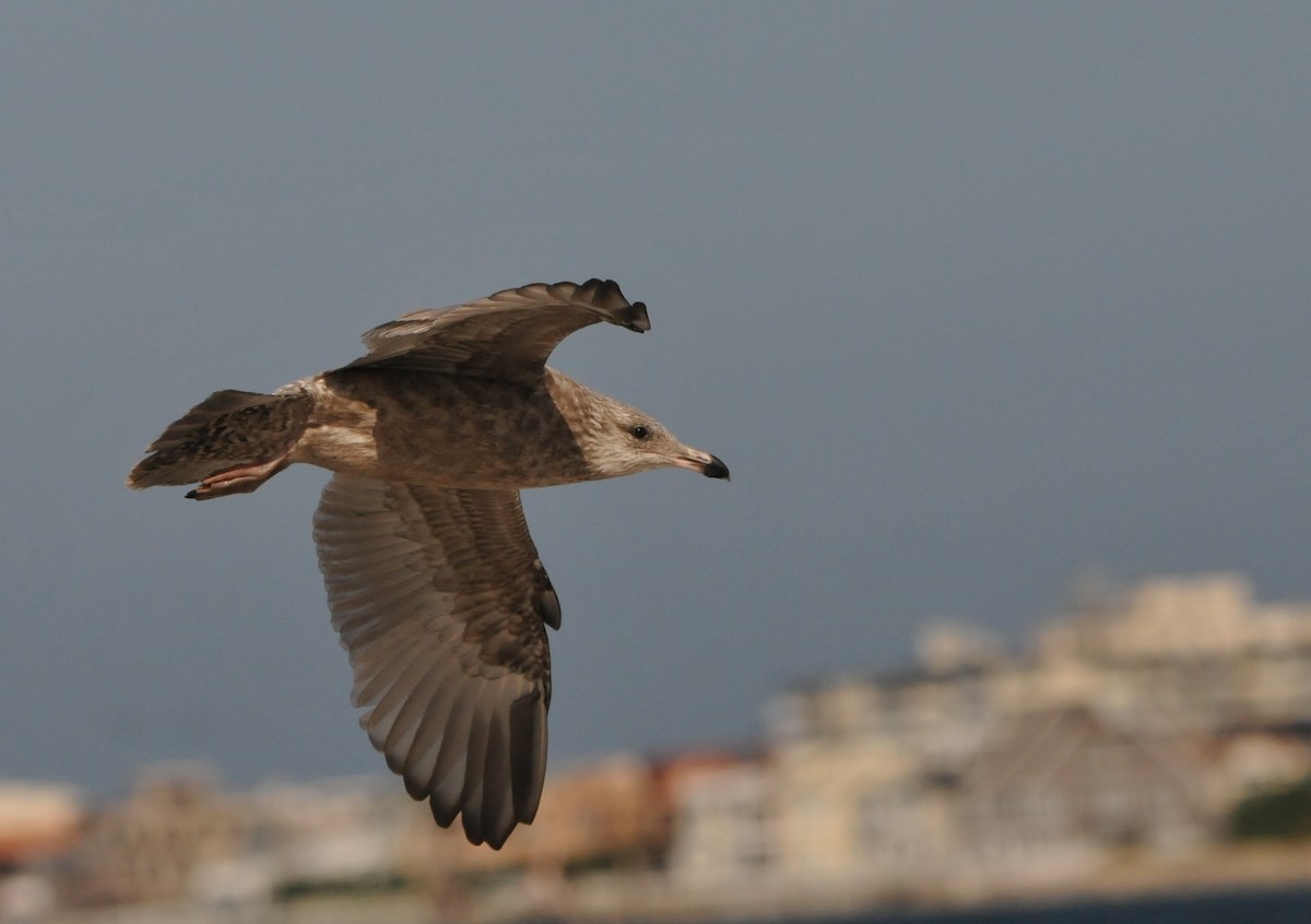 Gaviota Argéntea (americana) - ML204052021