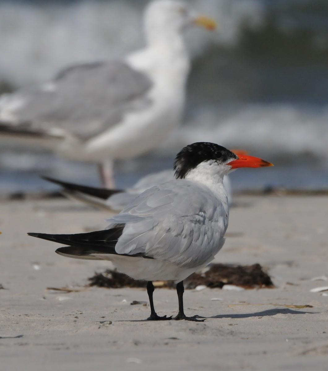 Caspian Tern - ML204052081