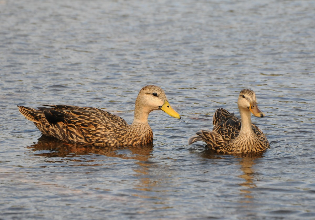 Mottled Duck (Florida) - marvin hyett