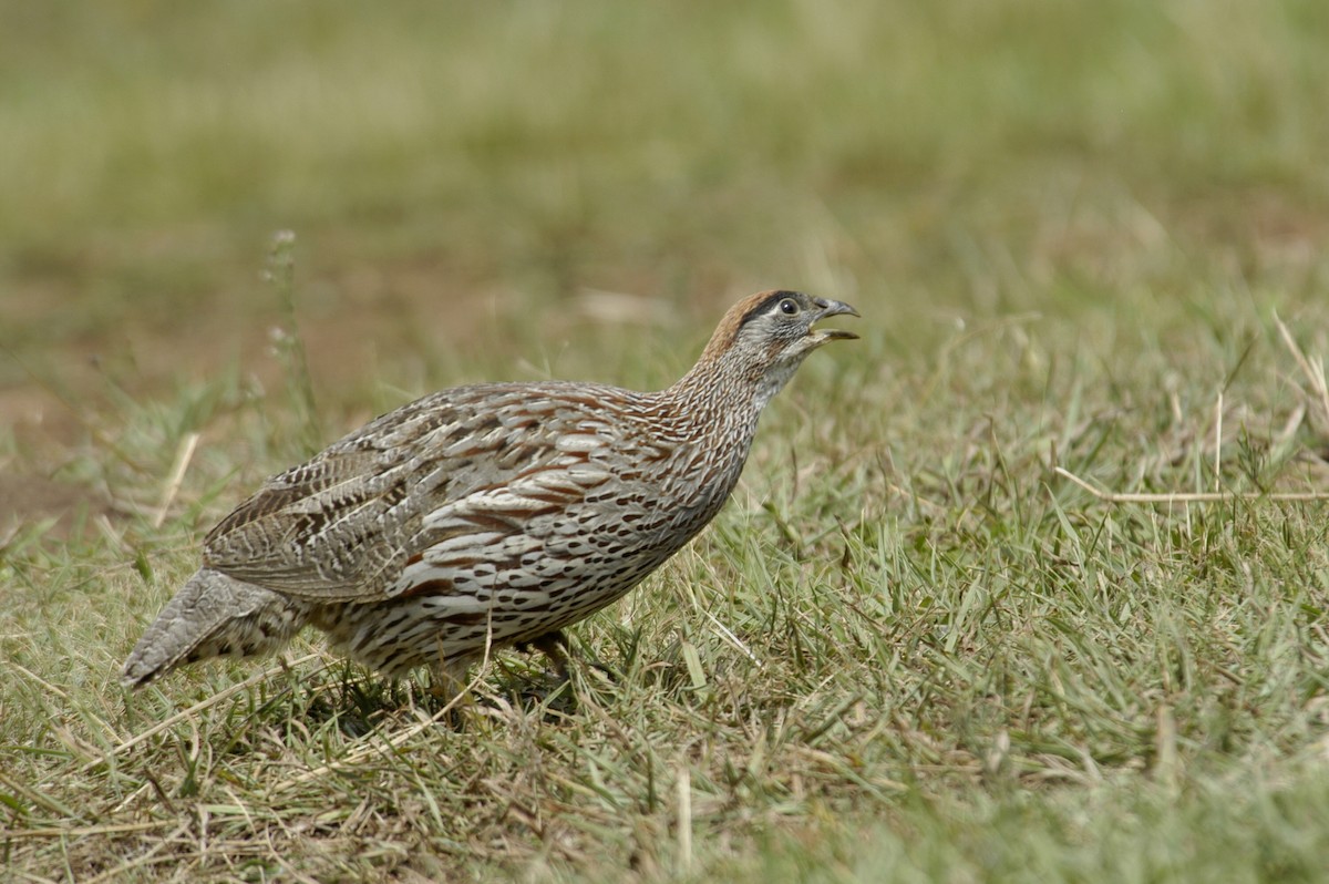 Erckel's Spurfowl - ML204053631