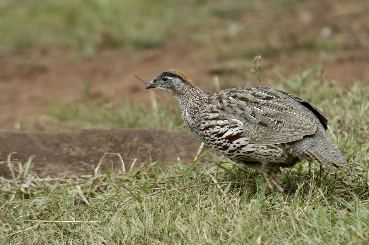 Erckel's Spurfowl - ML204053641