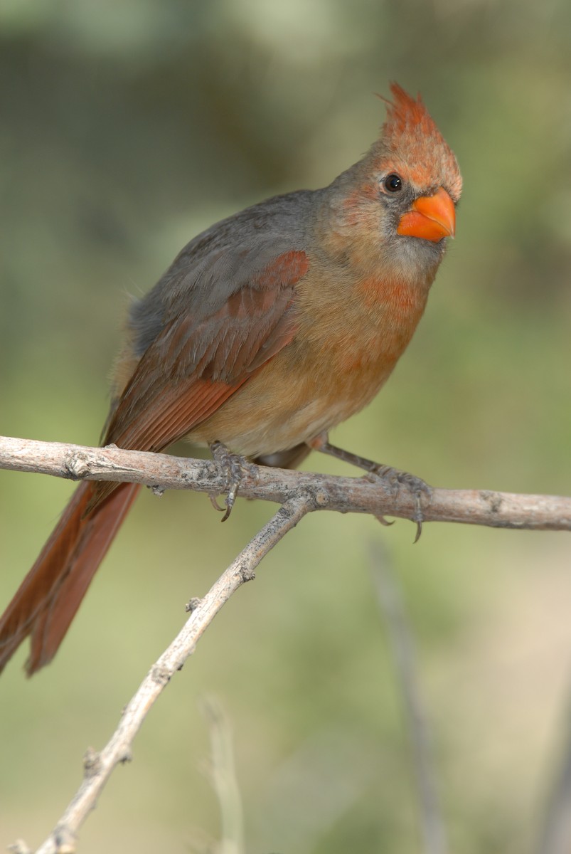 Northern Cardinal (Common) - ML204053971