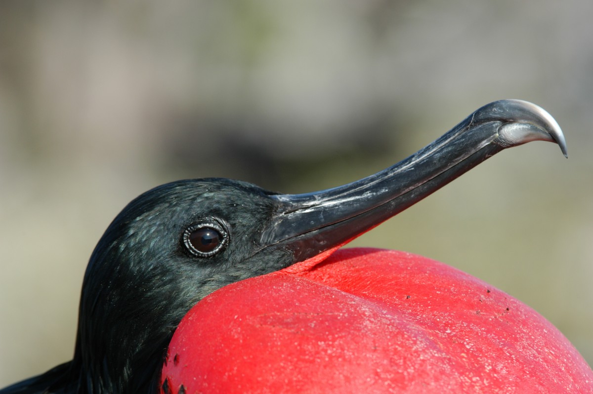 Great Frigatebird - ML204054501