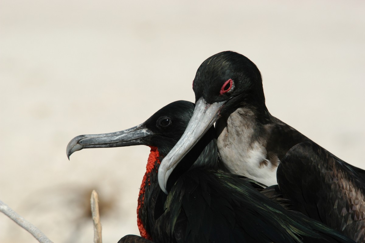 Great Frigatebird - ML204054531