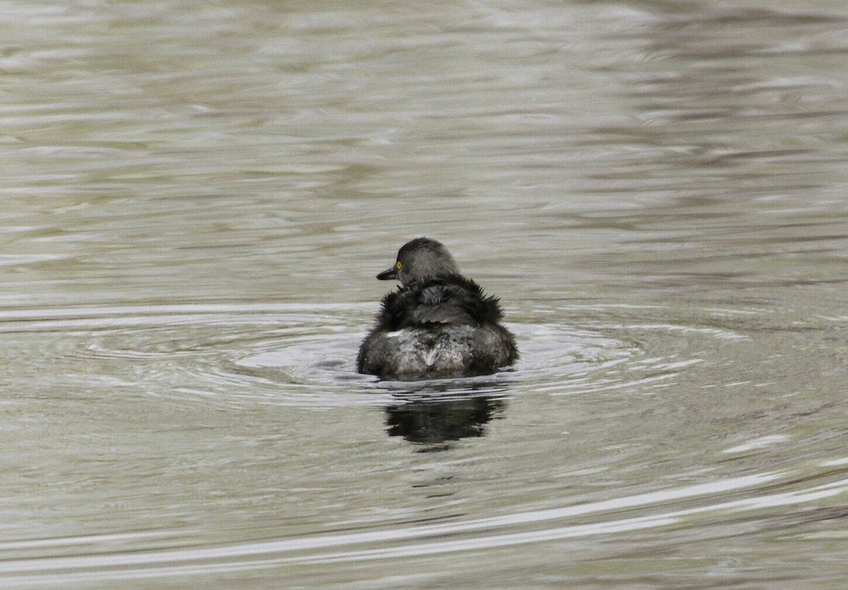 Least Grebe - ML204056641