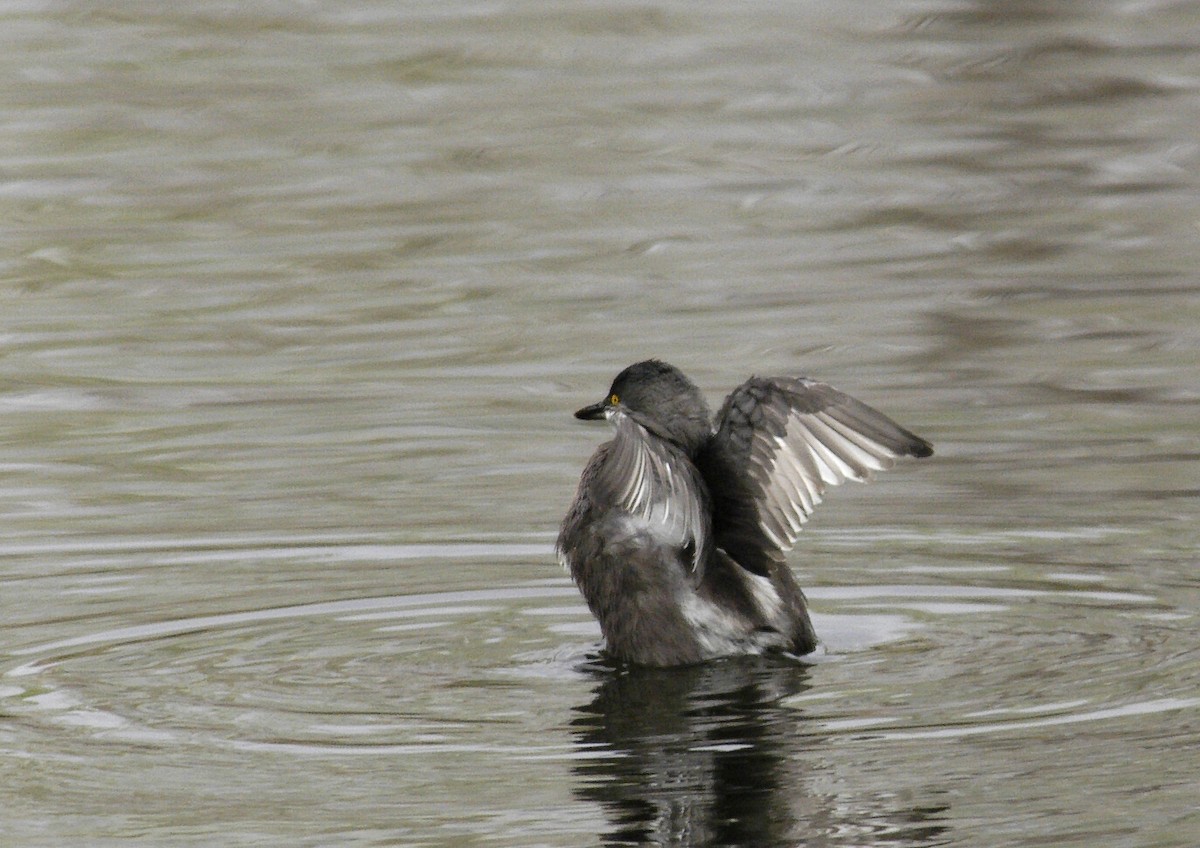 Least Grebe - ML204056651