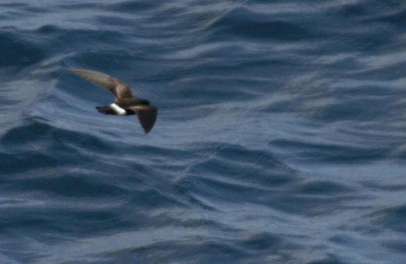 Band-rumped Storm-Petrel - ML204056951