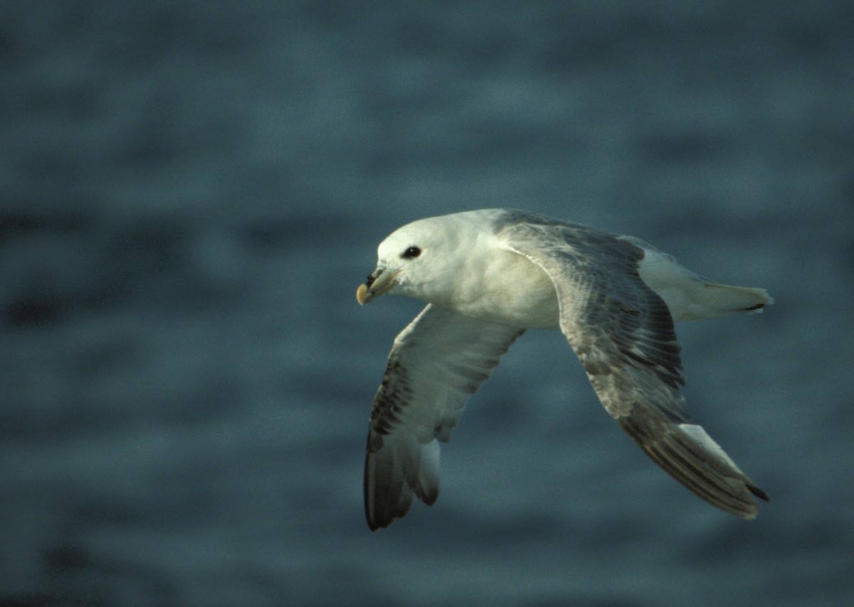 Northern Fulmar (Atlantic) - ML204057241