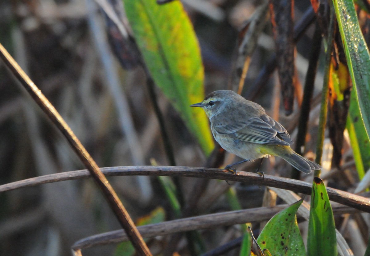 Palm Warbler (Western) - ML204057291