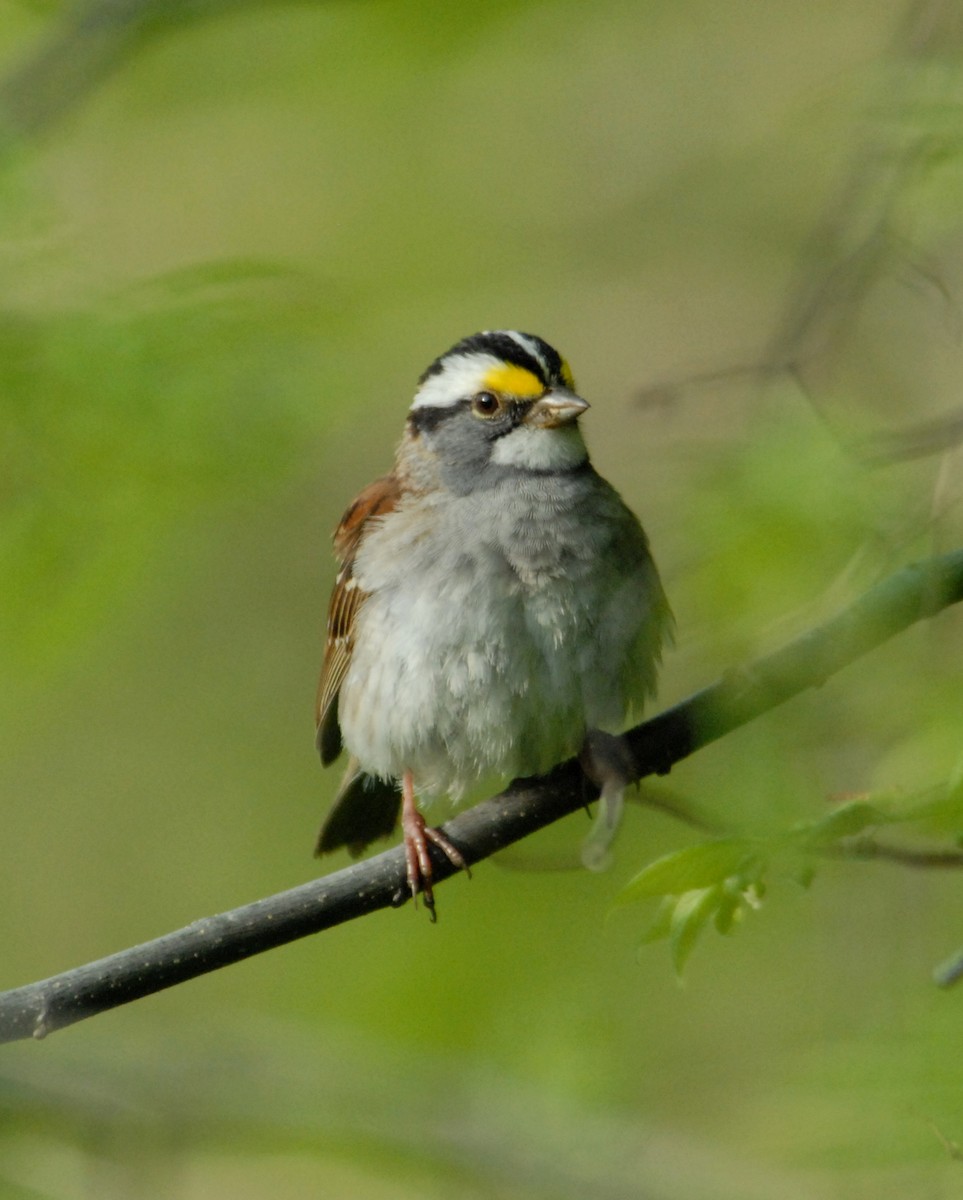 White-throated Sparrow - marvin hyett