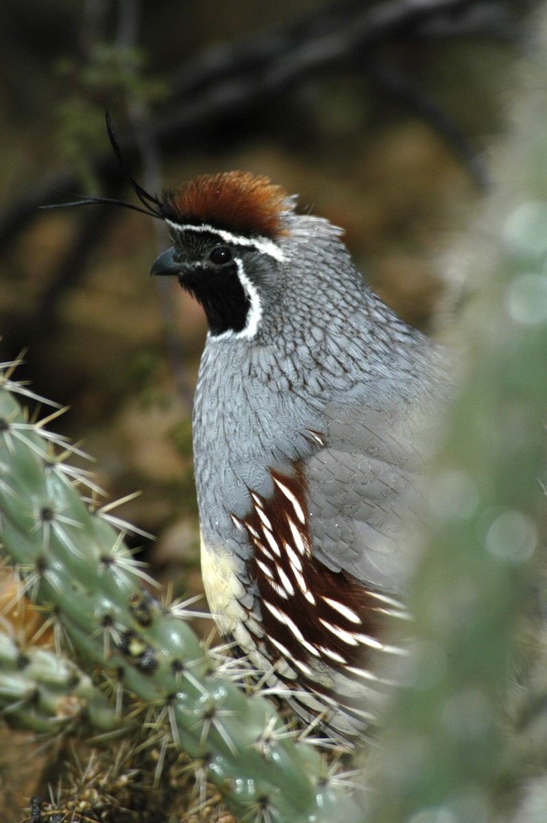 Gambel's Quail - ML204059211