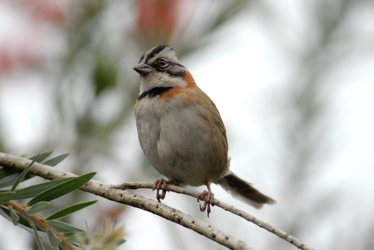 Rufous-collared Sparrow - ML204060601