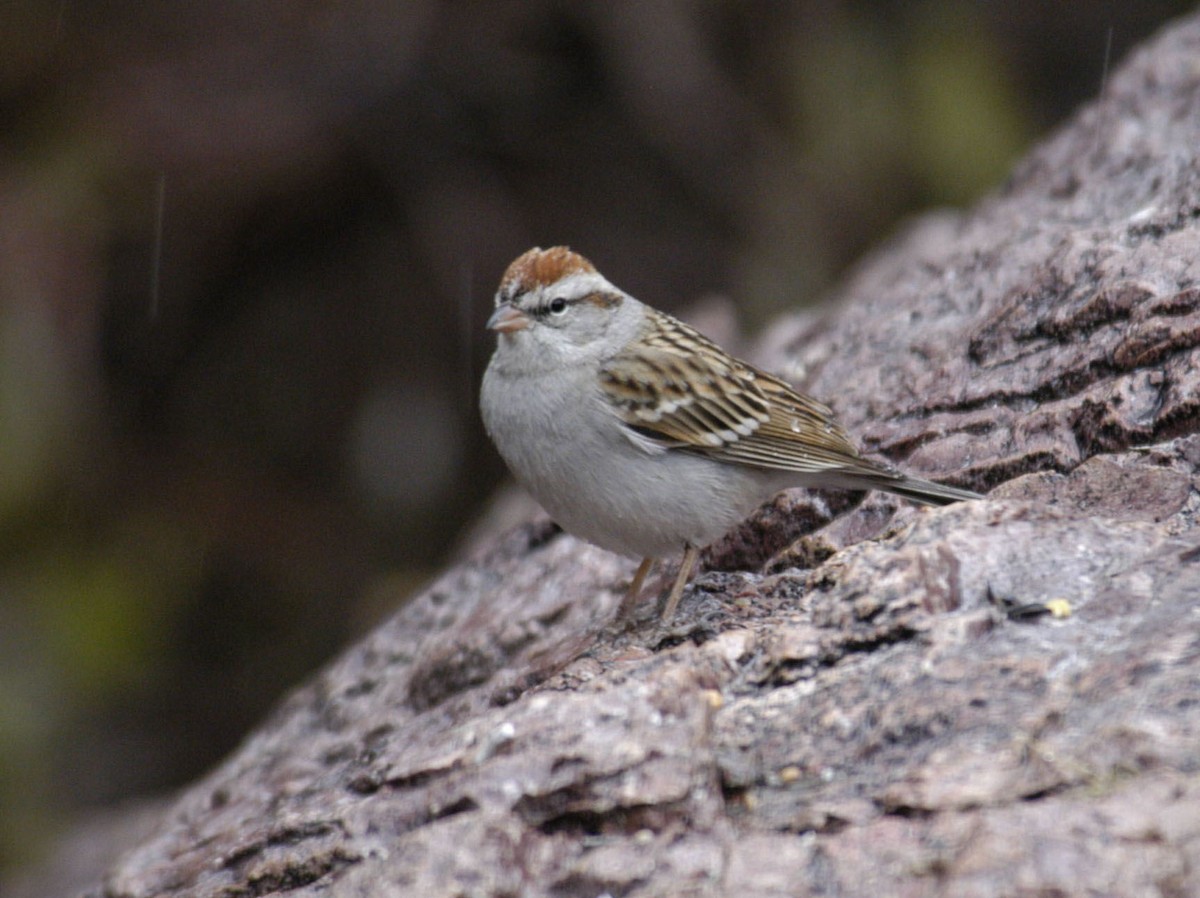 Chipping Sparrow - marvin hyett