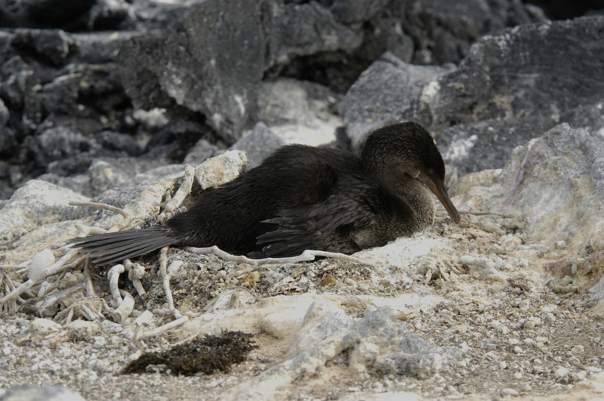 Flightless Cormorant - ML204061281