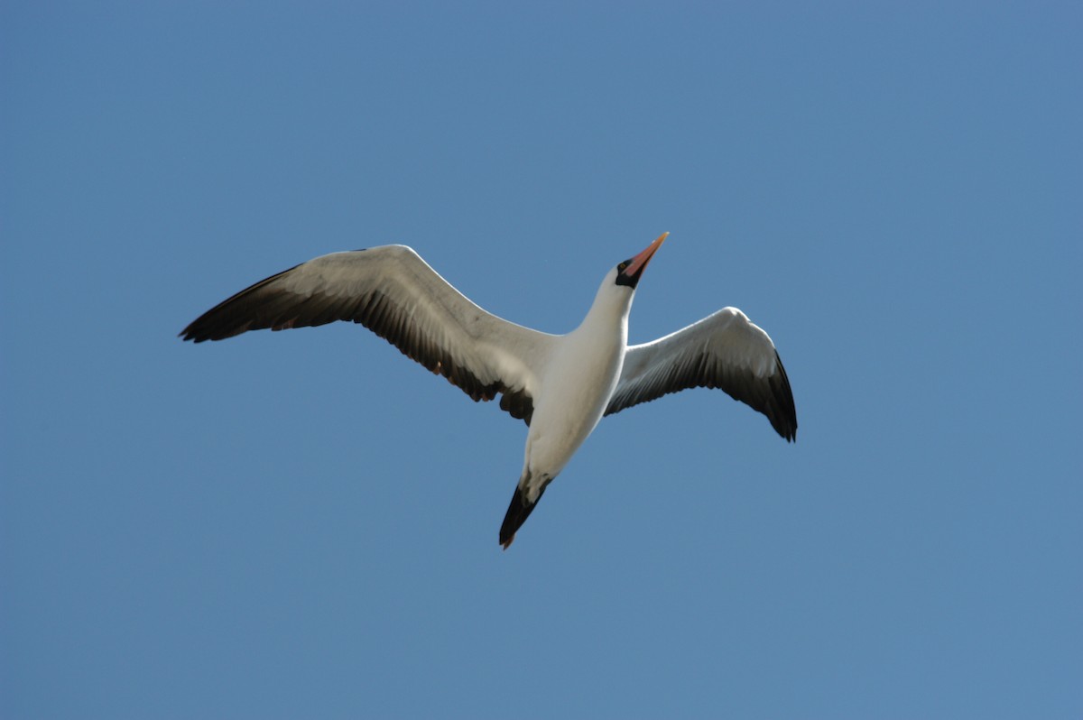 Red-footed Booby (Eastern Pacific) - marvin hyett