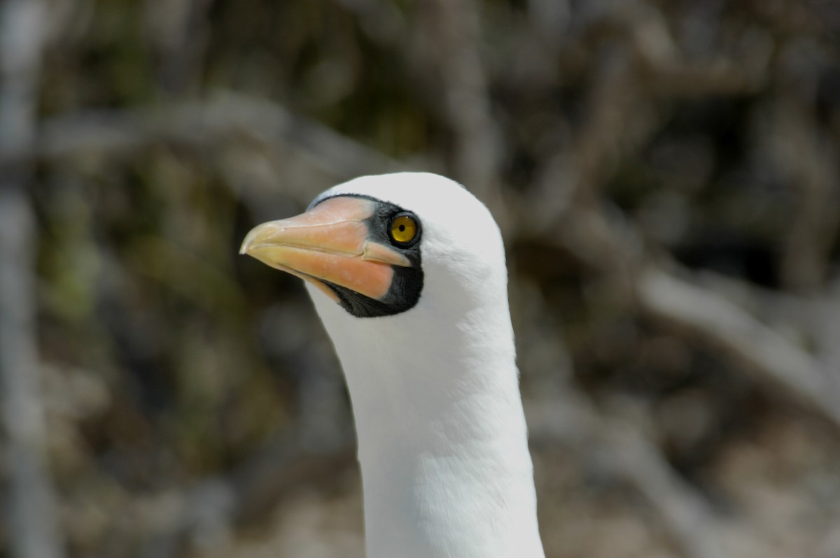 Nazca Booby - ML204061701