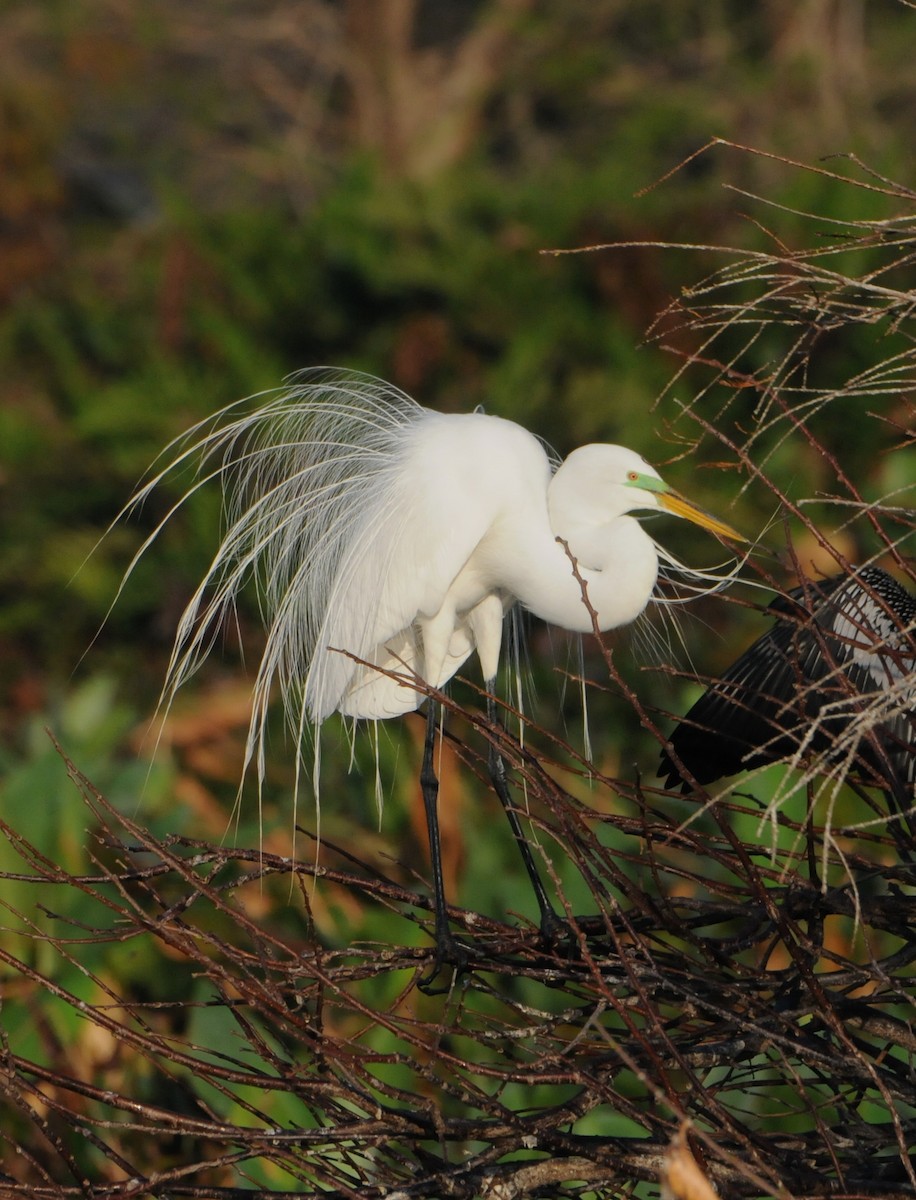 Silberreiher (egretta) - ML204063671