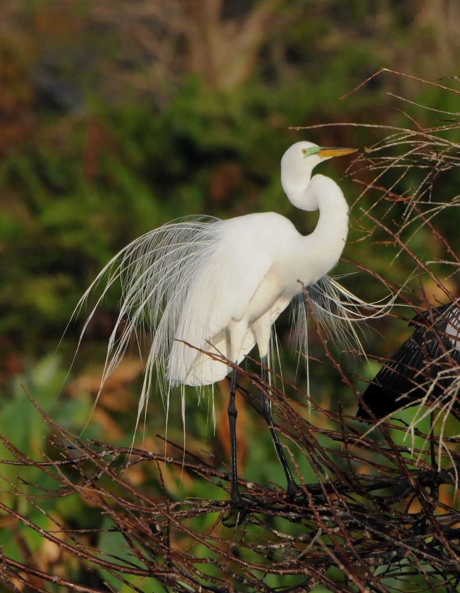 Silberreiher (egretta) - ML204063681