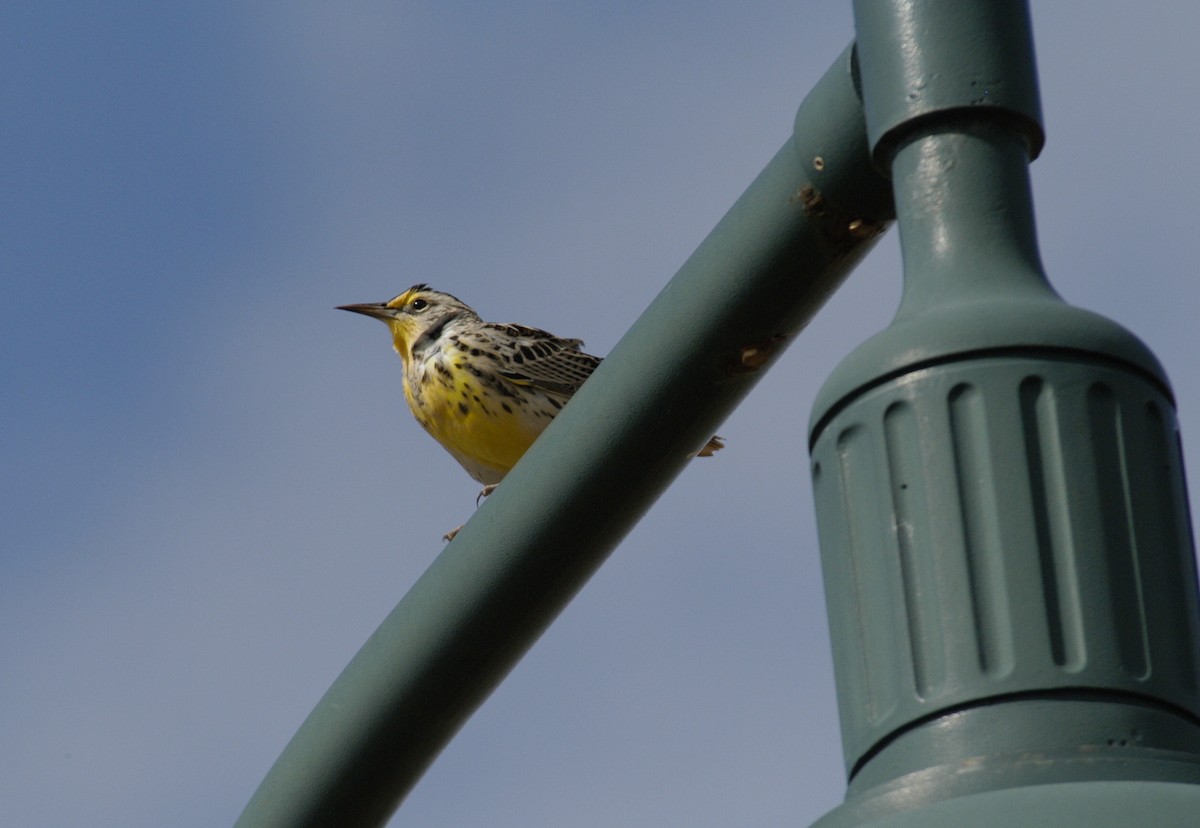 Western Meadowlark - marvin hyett