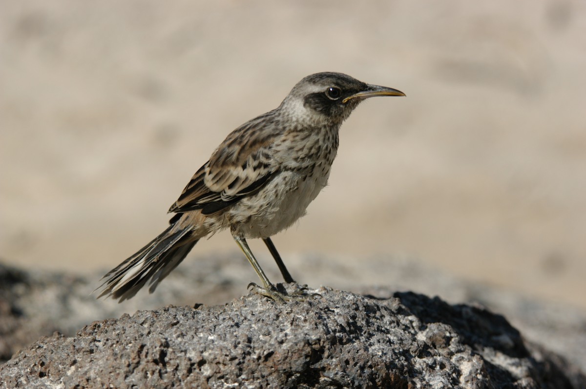 Galapagos Mockingbird - ML204065681