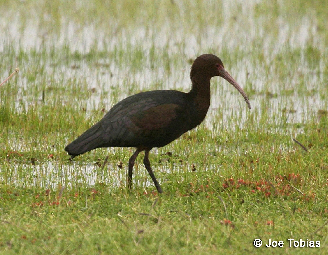 Puna Ibis - ML204068451