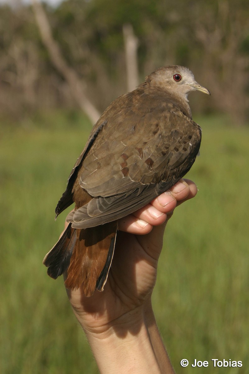 Blue Ground Dove - ML204068671