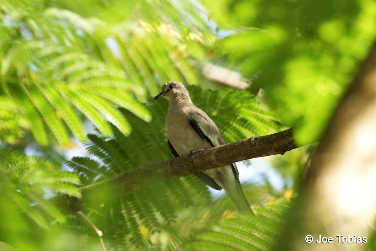 Picui Ground Dove - ML204068751