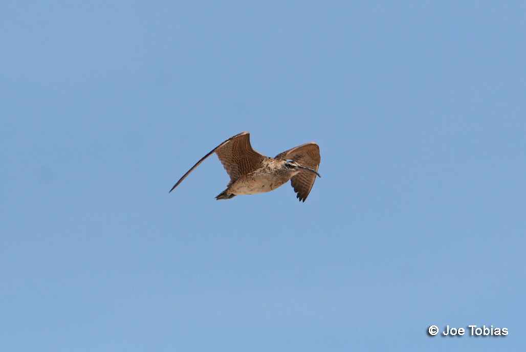 Regenbrachvogel (hudsonicus) - ML204068931