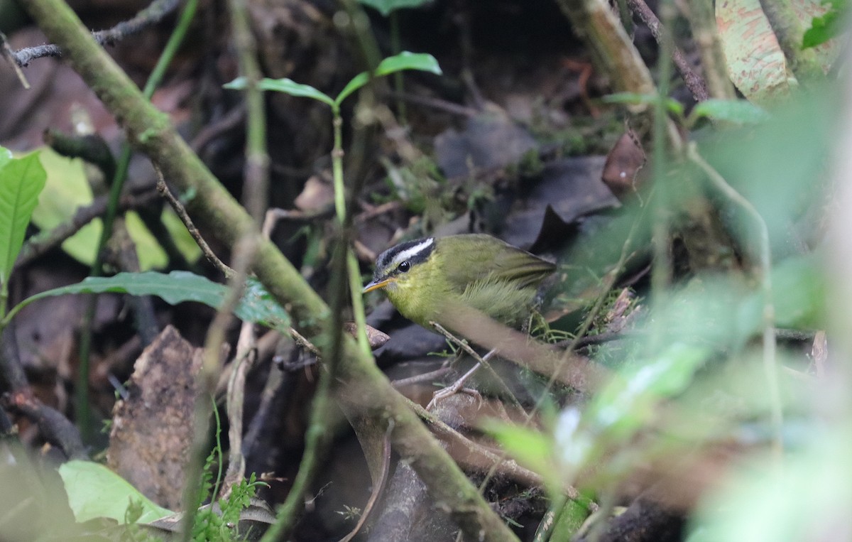 コビトサザイモドキ - ML204069551
