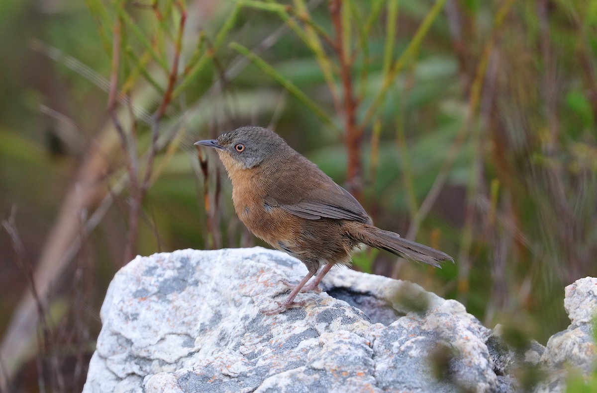 Victorin's Warbler - ML204069581