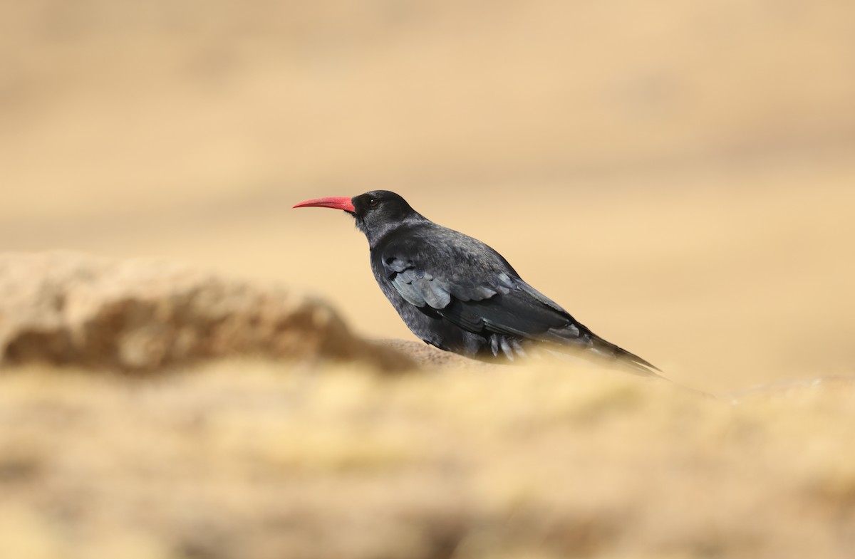 Red-billed Chough (Ethiopian) - Jonathan Slifkin