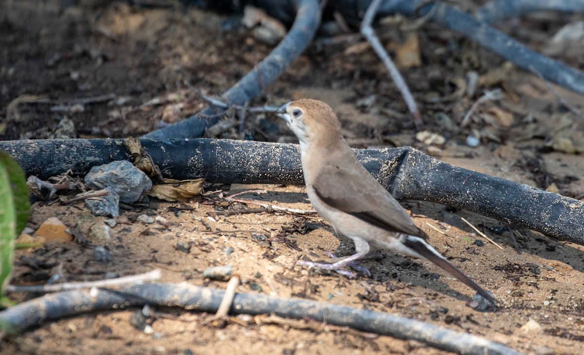 Indian Silverbill - ML204070171