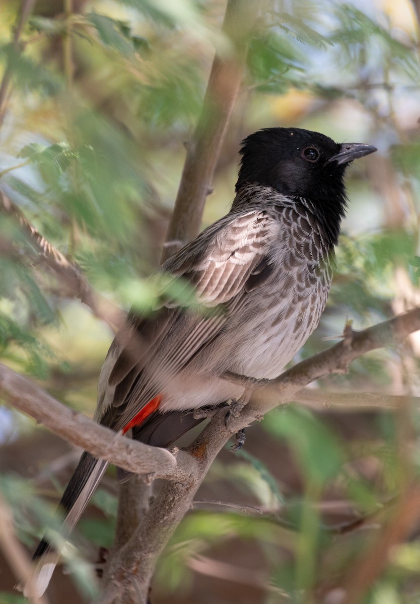 Red-vented Bulbul - ML204070181