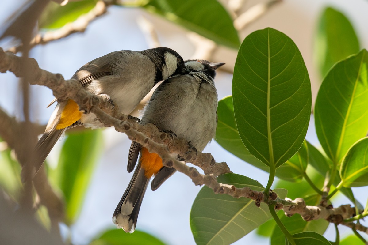 White-eared Bulbul - ML204070191