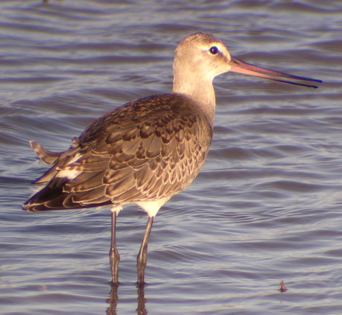 Hudsonian Godwit - ML20407041