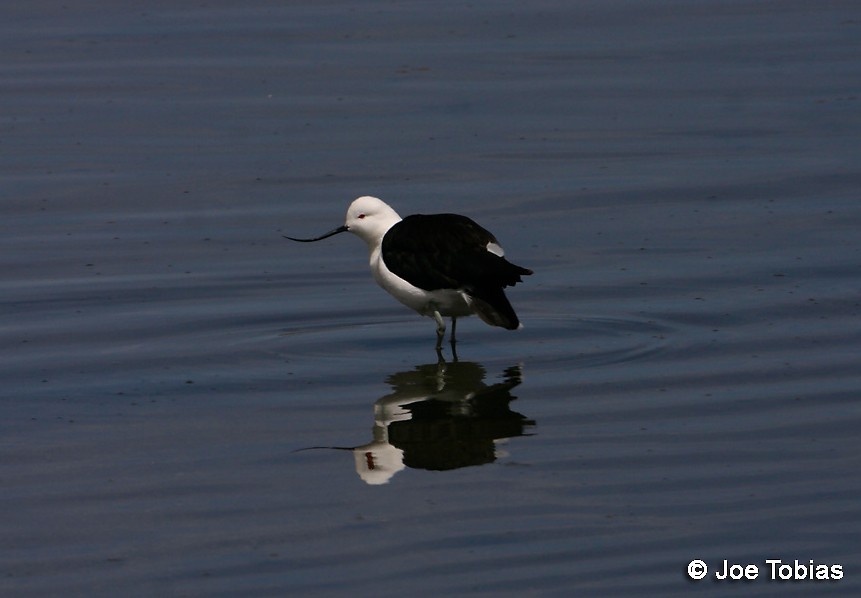 Avocette des Andes - ML204070841