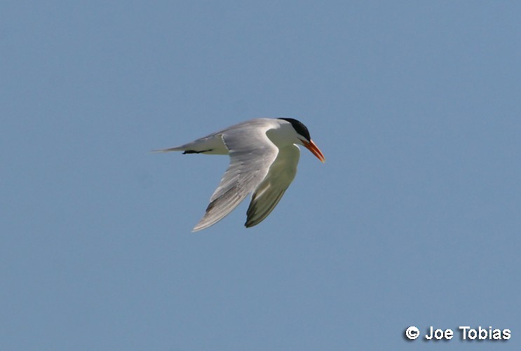 Royal Tern - ML204070851