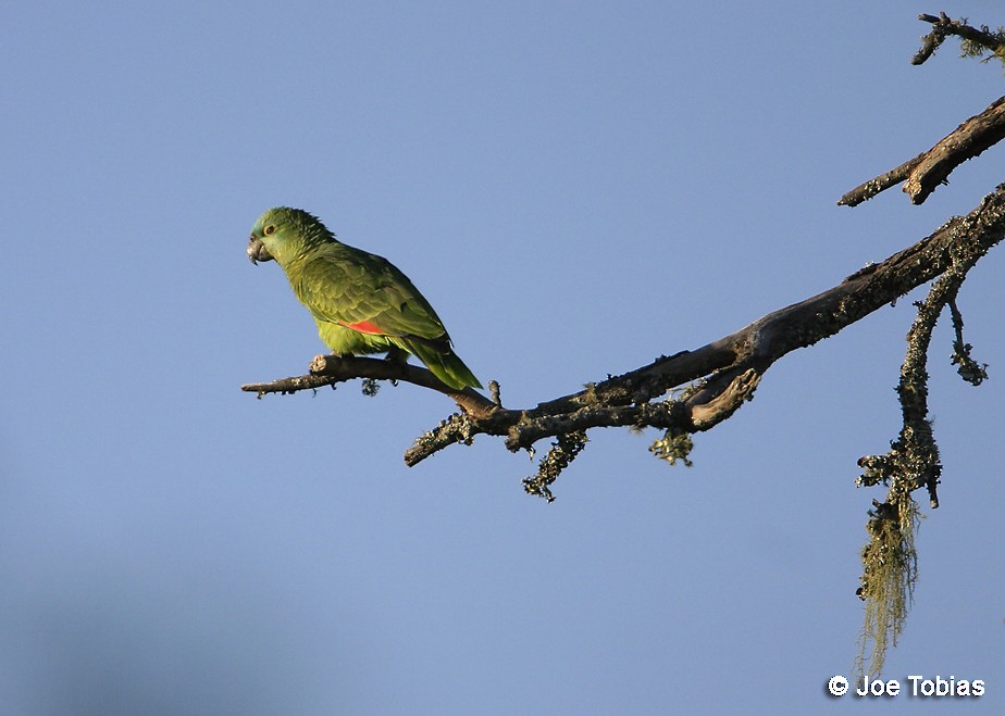 Turquoise-fronted Parrot - ML204070991