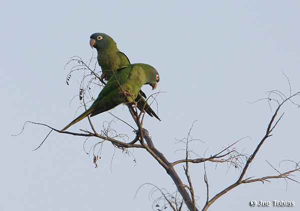 Blue-crowned Parakeet (Blue-headed) - Joseph Tobias
