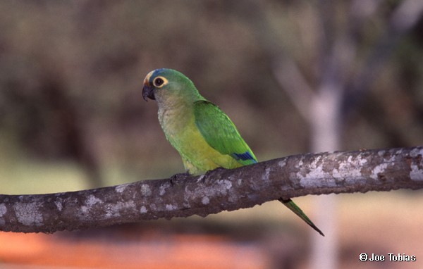 Peach-fronted Parakeet - ML204071201