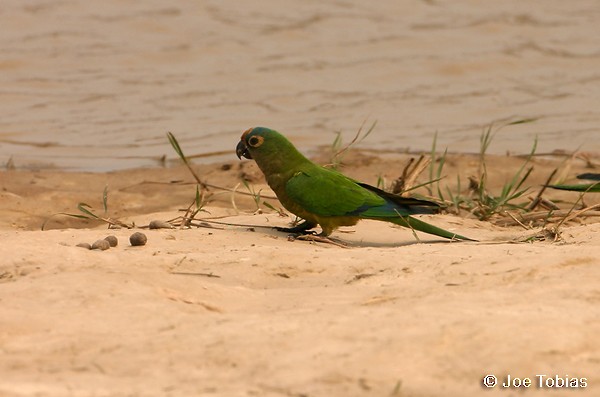 Aratinga Frentidorada - ML204071211