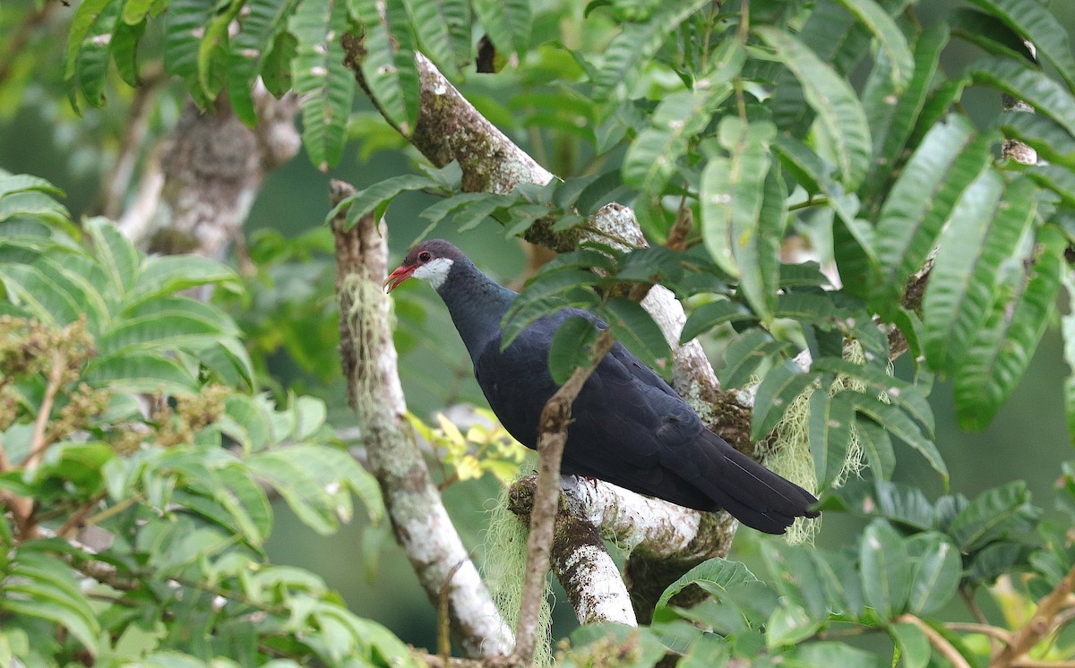 Metallic Pigeon (Samoan) - ML204071291