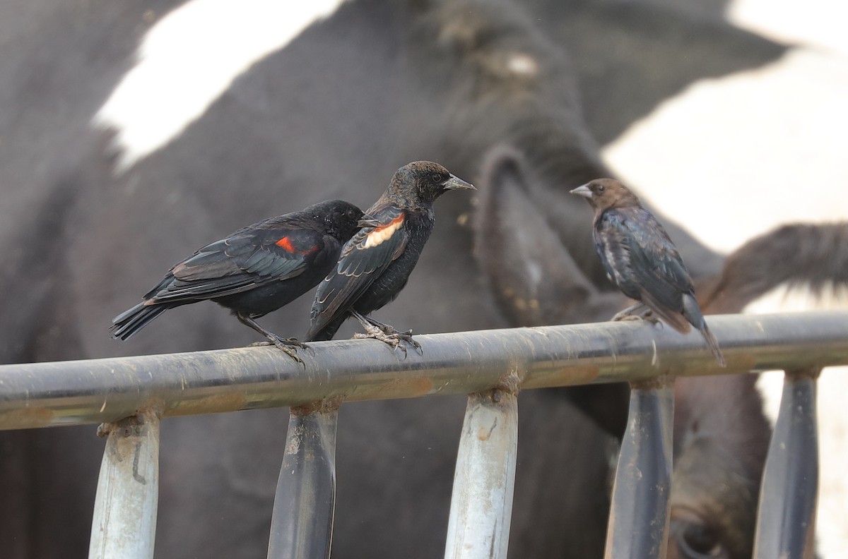 Tricolored Blackbird - ML204071321